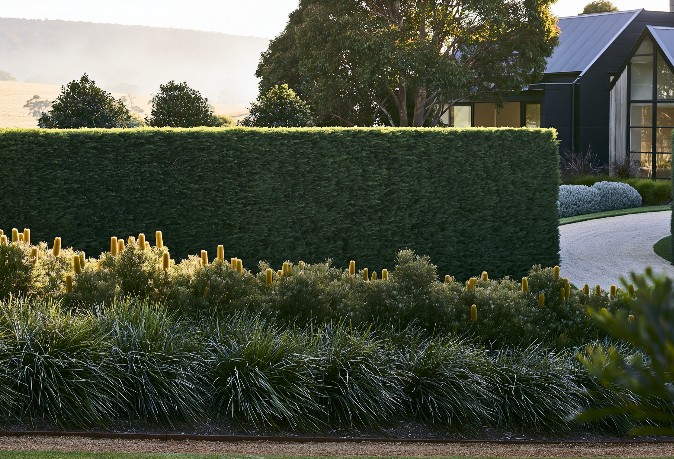 Top Hedging Trees That Thrive in Clay Soils: 12 Picks Plus the Complete Clay-Soil Planting Guide