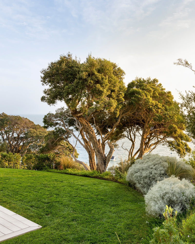 How to Choose Trees for Coastal Gardens
