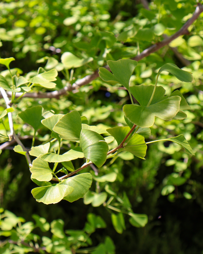 Choosing the Best Feature Tree for Your Australian Garden