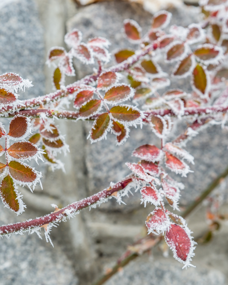 Top Trees for Frost-Resistant Winter Gardens: 6 Cold-Hardy Picks
