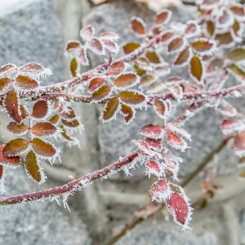 Cold Resistant Trees Top Trees for Frost-Resistant Winter Gardens: 6 Picks - Evergreen Trees ...
