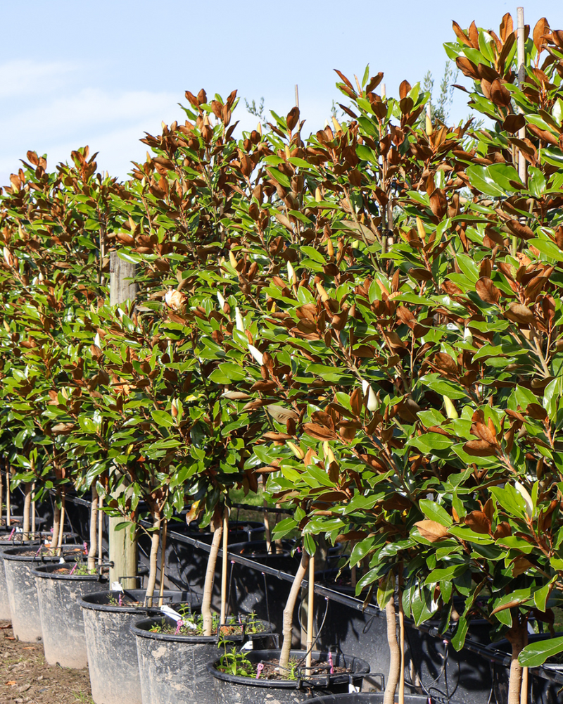 Choosing the Right Magnolia: Best Varieties for Hedging and Feature Trees