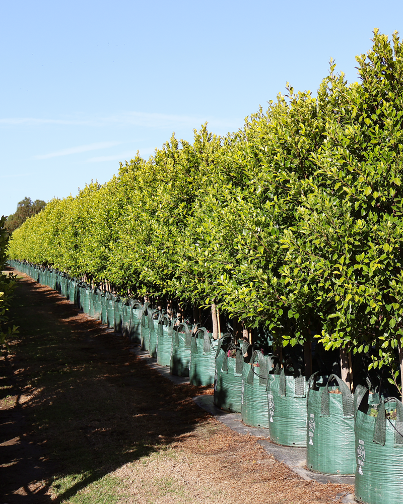 Ficus Hillii Flash: A Strong Choice for a Green Hedge