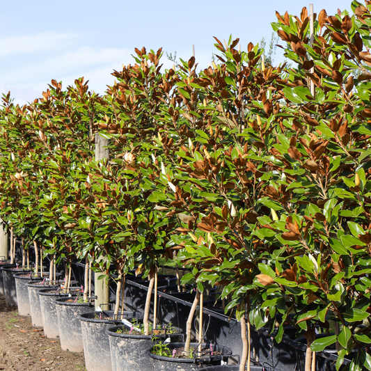 Choosing the Right Magnolia: Best Varieties for Hedging and Feature Trees in Your Garden