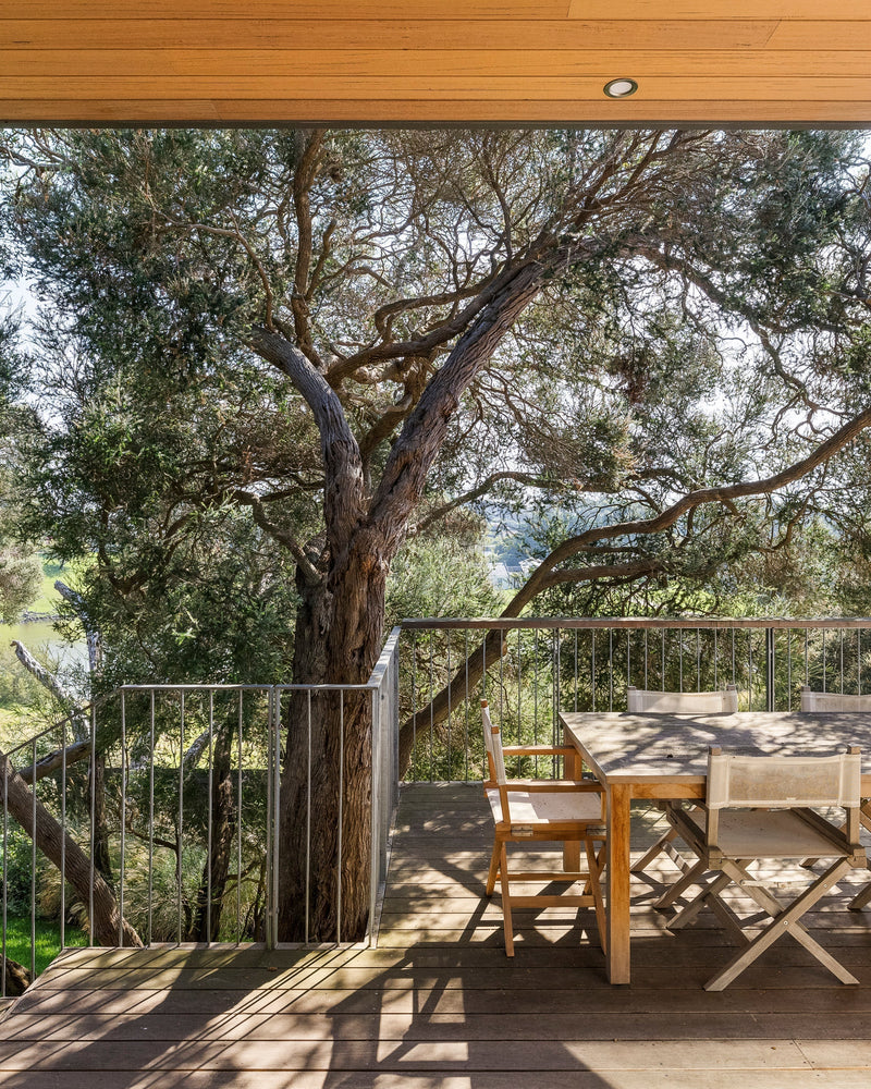 Best Australian Native Trees for Modern Native Gardens