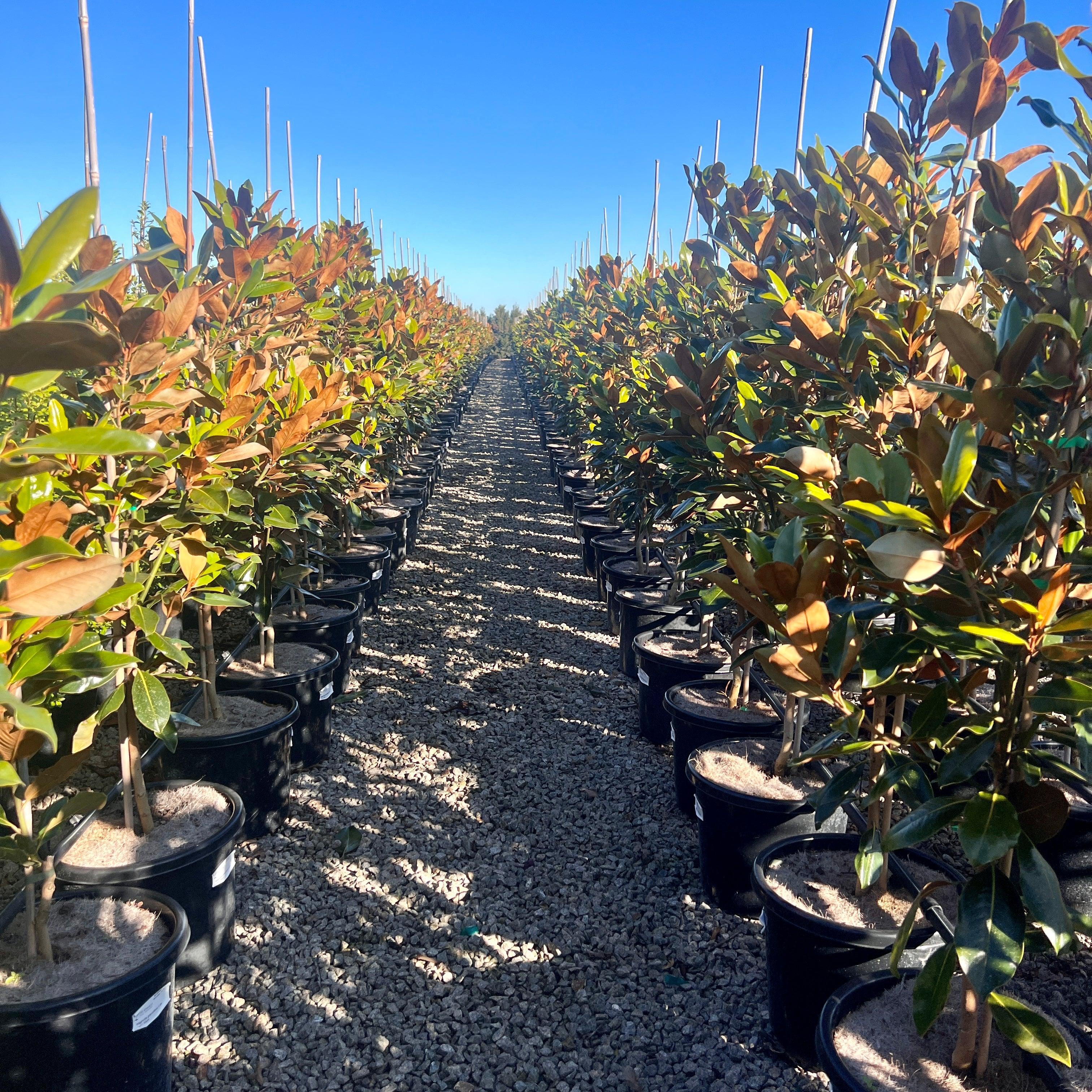 A Magnolia Little Gem for Your Garden Evergreen Trees Direct