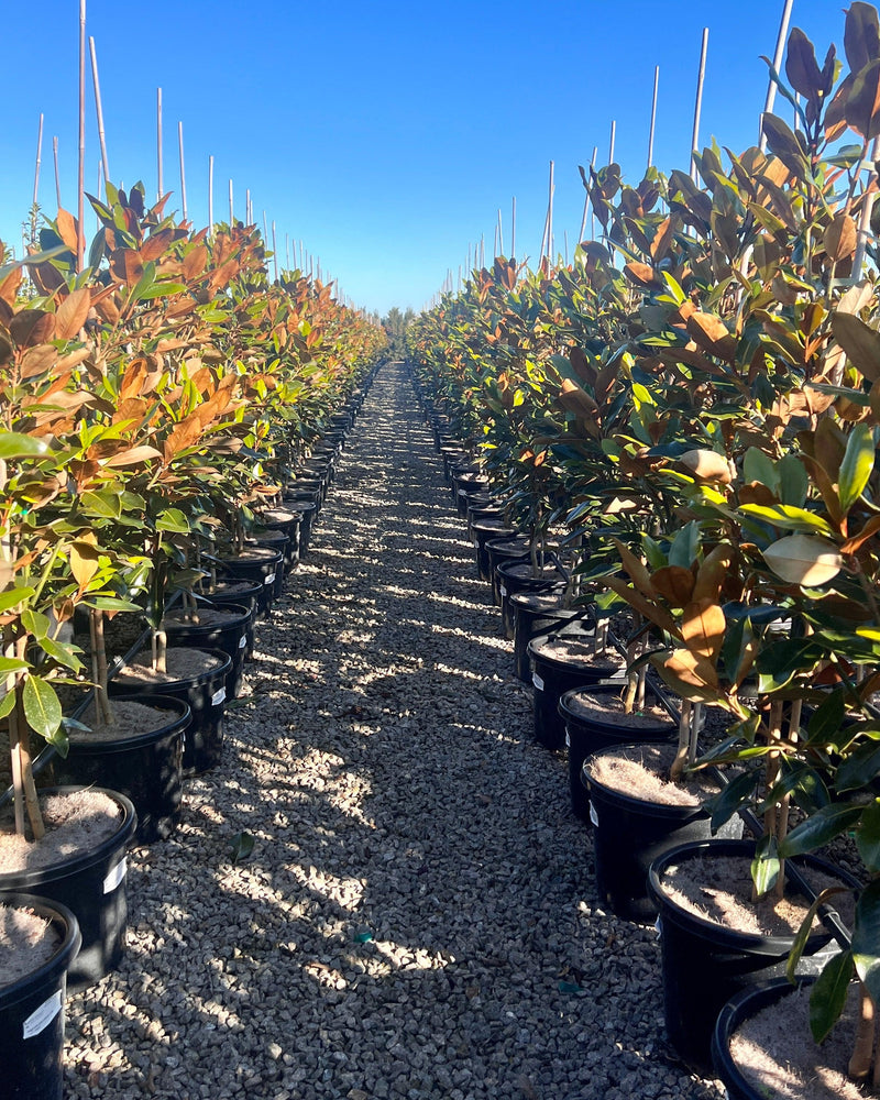 Magnolia Little Gem: The Compact Evergreen Magnolia for Australian Gardens
