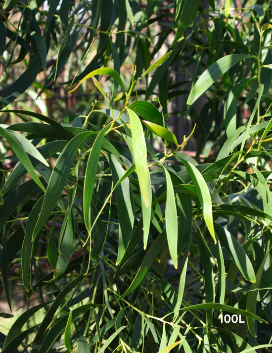 Plan Your Spring Garden Now: Four Trees to Plant