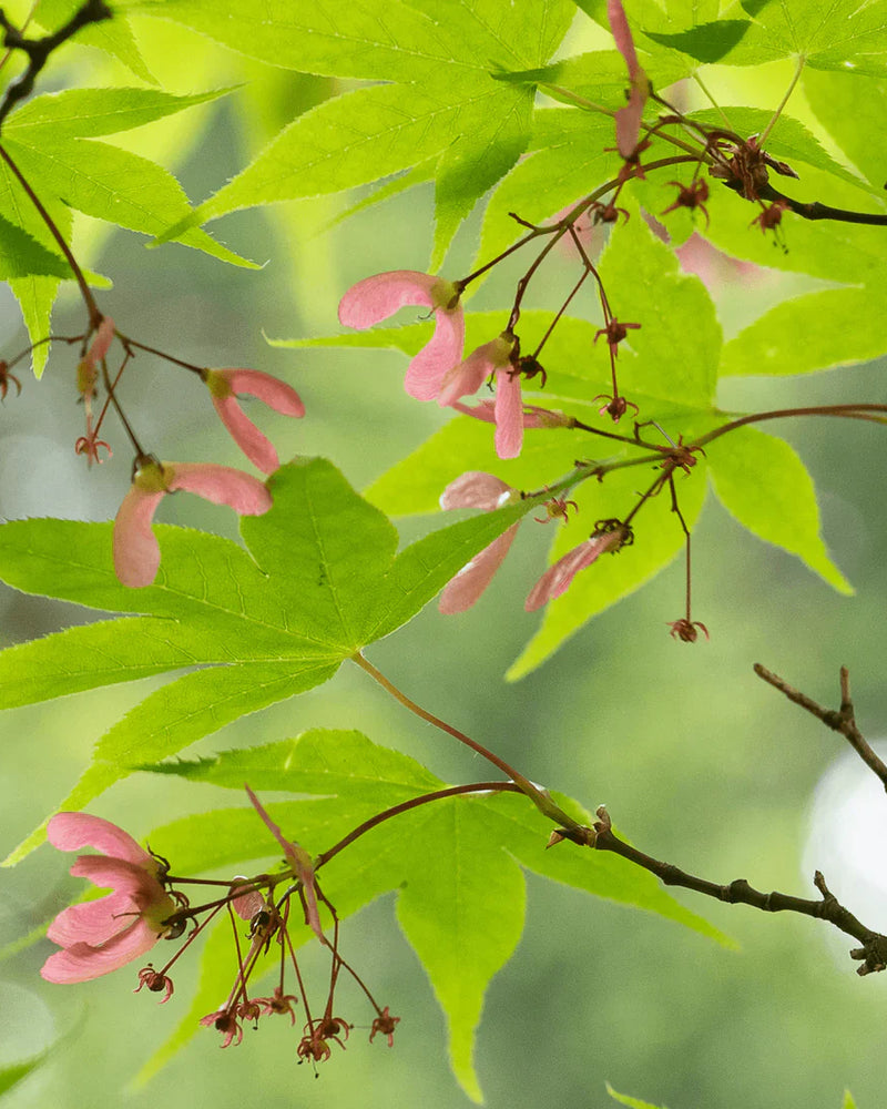 How to Add New Trees to an Existing Garden