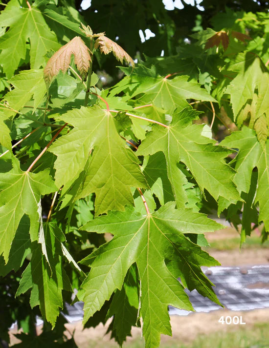 Why Soil Testing Matters Before Planting Trees