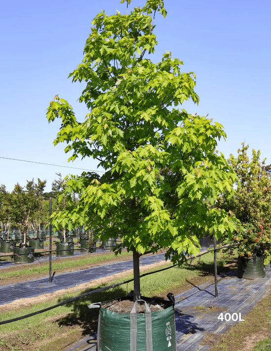 The Best Trees for Shade and Privacy