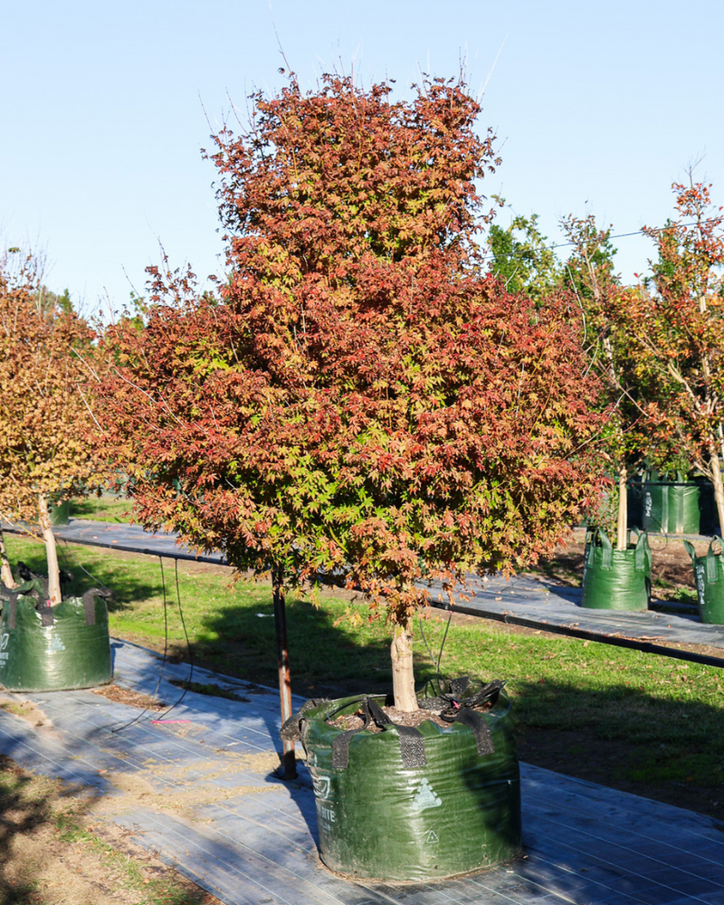 Evergreen vs Deciduous Trees