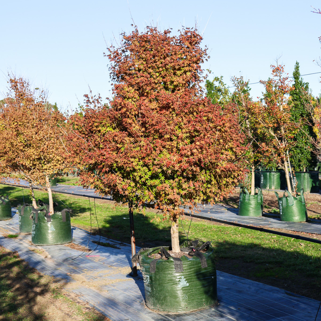 Evergreen vs Deciduous Trees