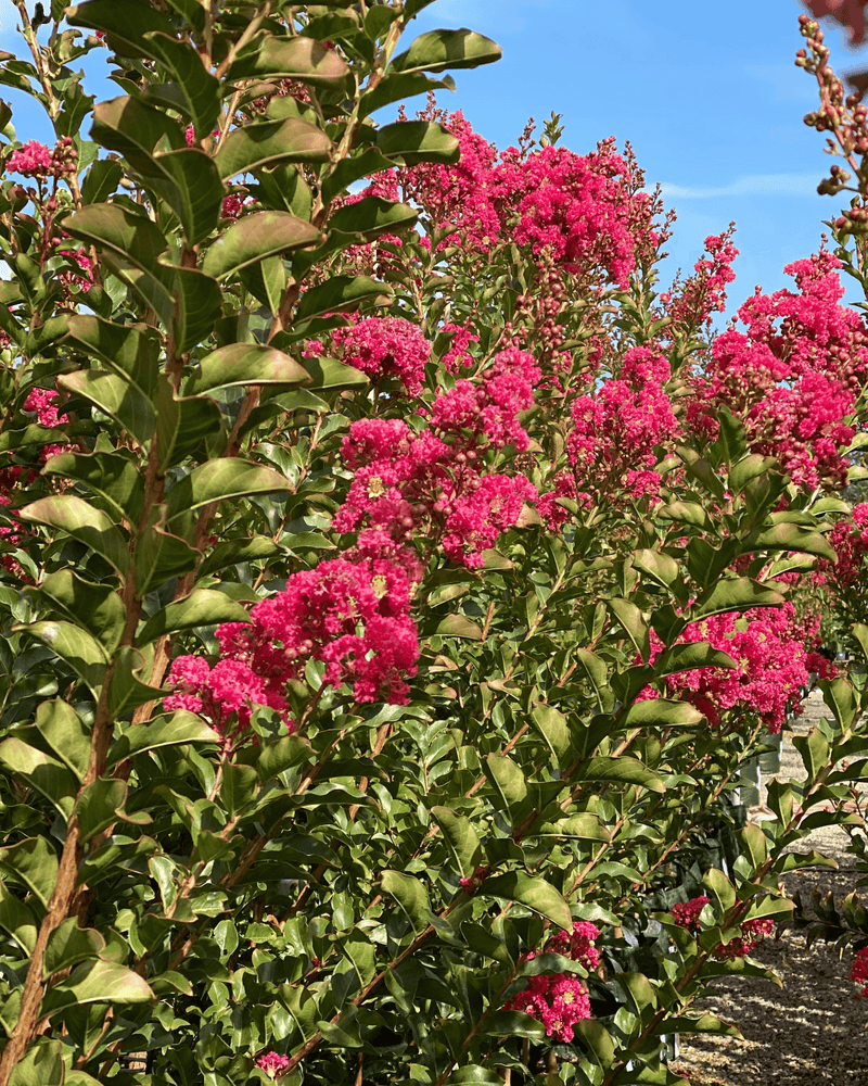 Are Crepe Myrtles Deciduous? Yes, Plus What to Expect Each Season