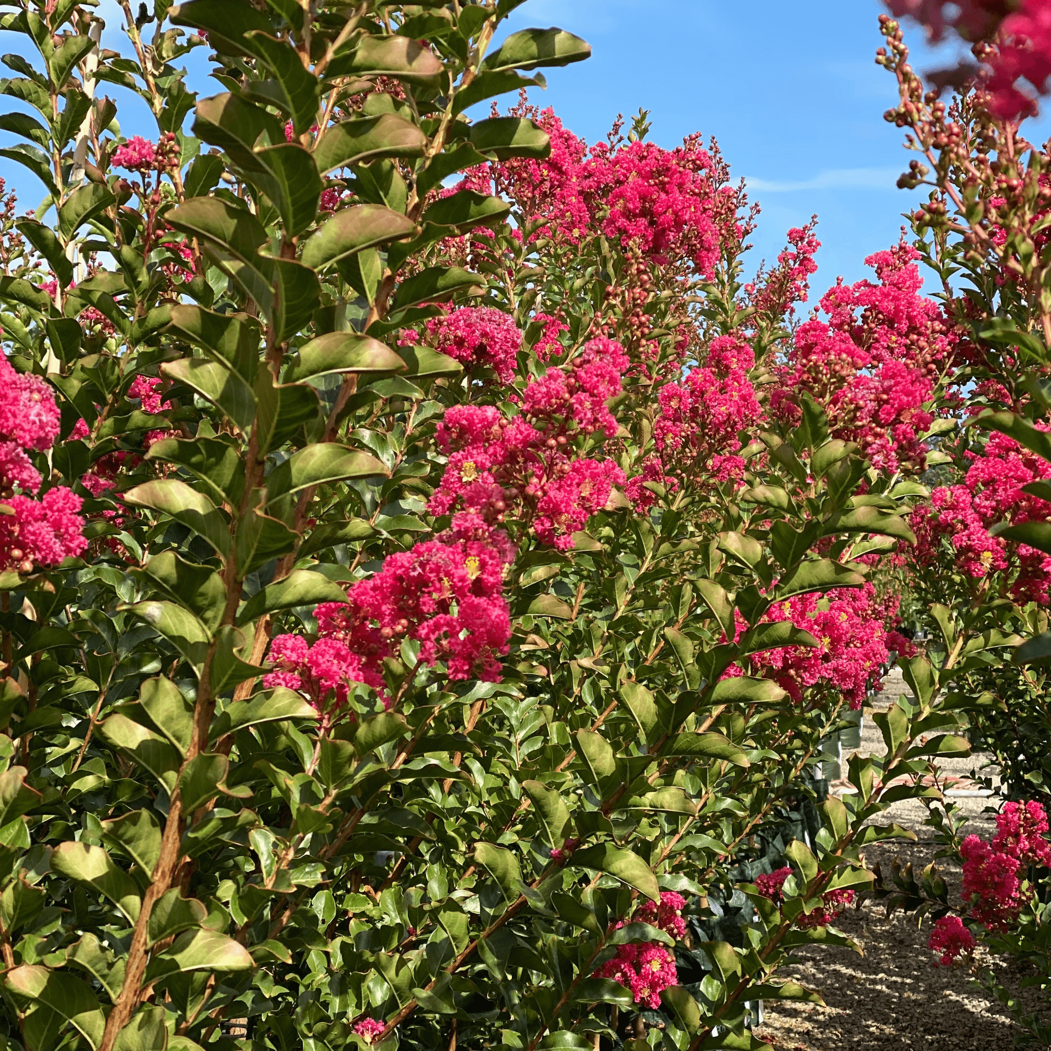 Are Crepe Myrtles Deciduous? Yes, Plus What to Expect Each Season