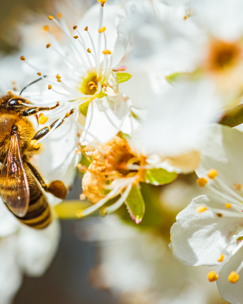 Creating a Bird-Friendly Garden: 5 Native Trees That Attract Native Birds