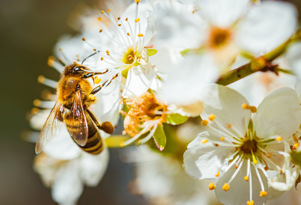 Creating a Bird-Friendly Garden: 5 Native Trees That Attract Native Birds