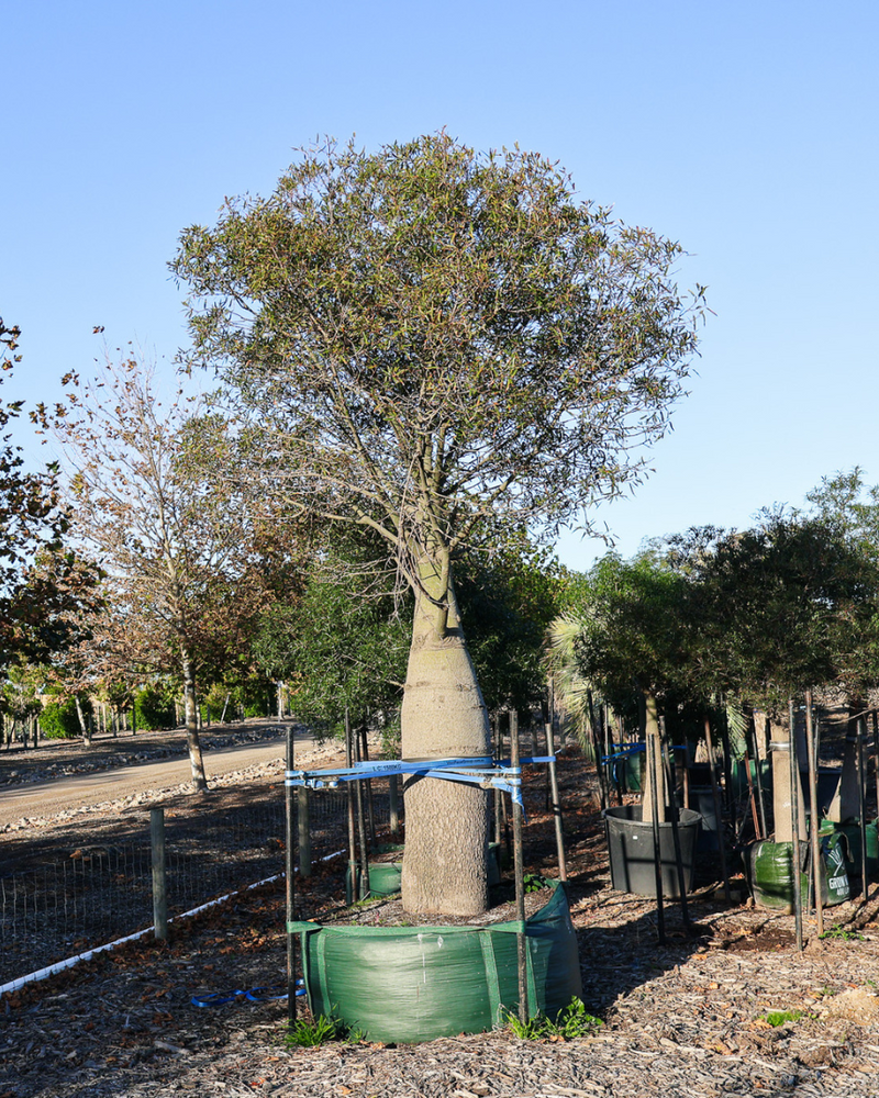 Coastal Living with Australian Native Trees: 6 Picks for Beach Gardens