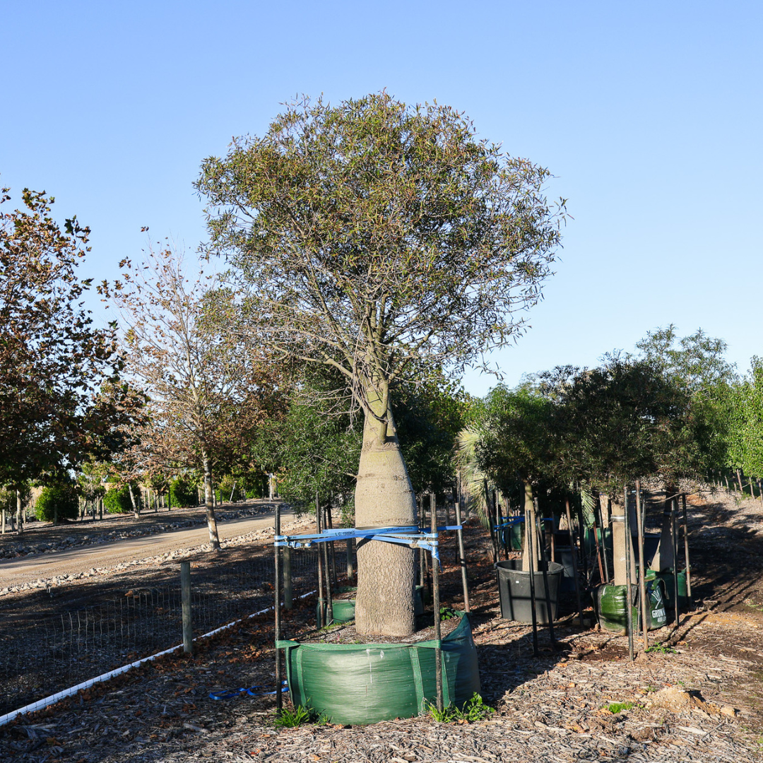 Native Ralph Tree Coastal Living with Australian Native Trees: 6 Picks - Evergreen Trees ...