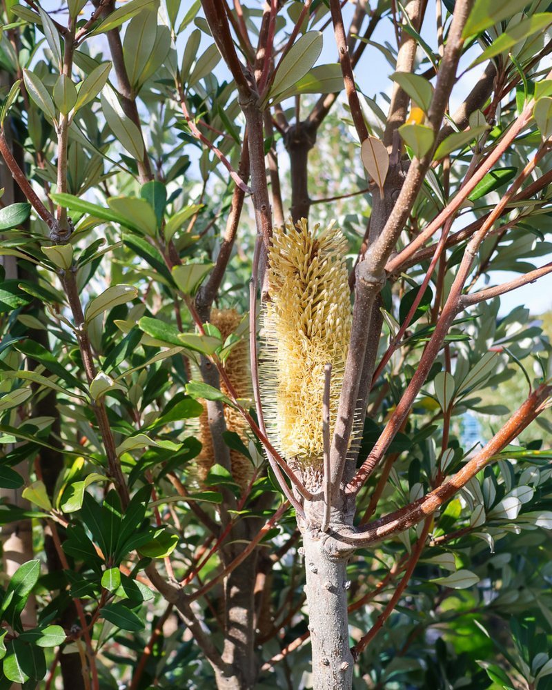 Different Species of Banksia: A Guide to Australia's Most Loved Native