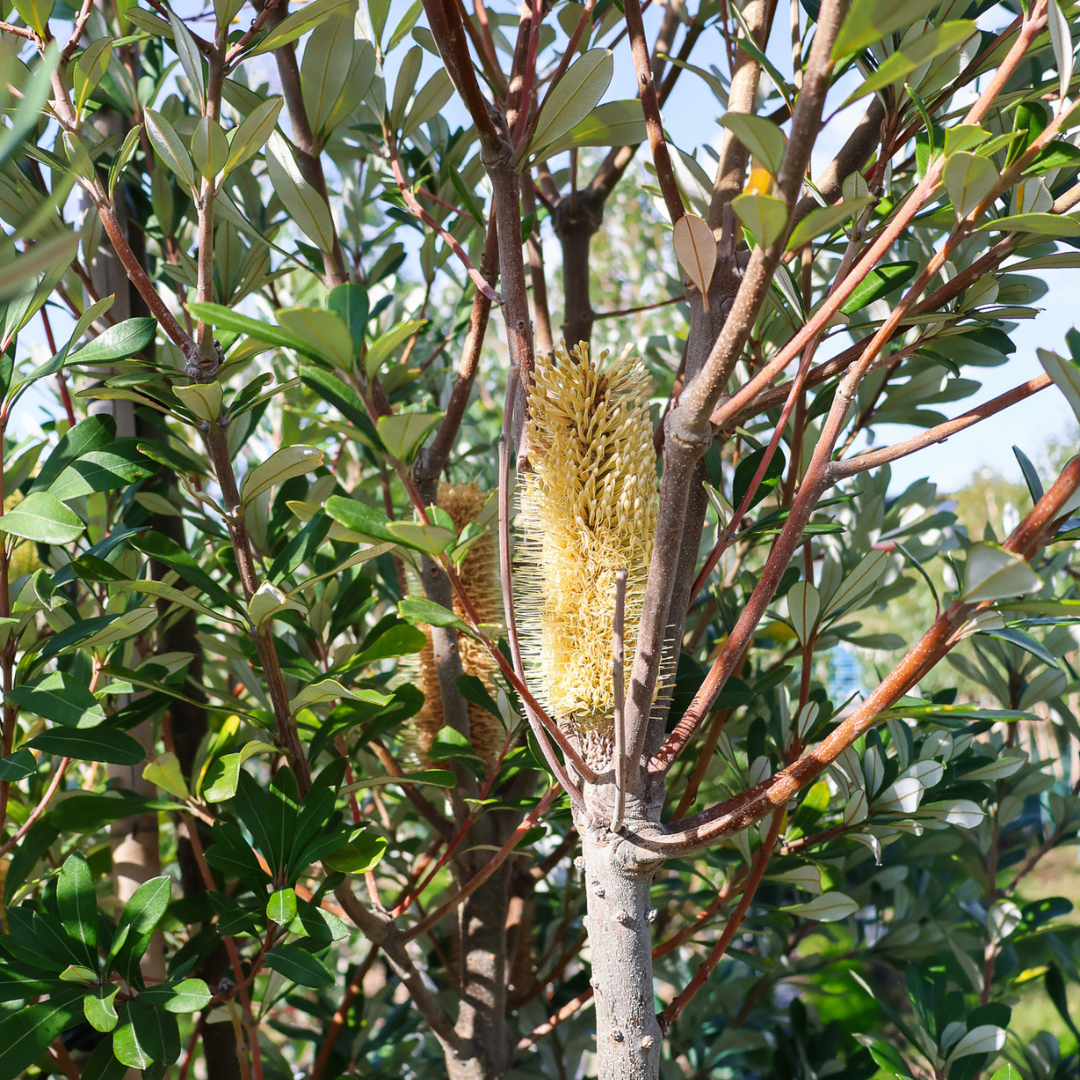 Different Species of Banksia: A Guide to Australia's Most Loved Native