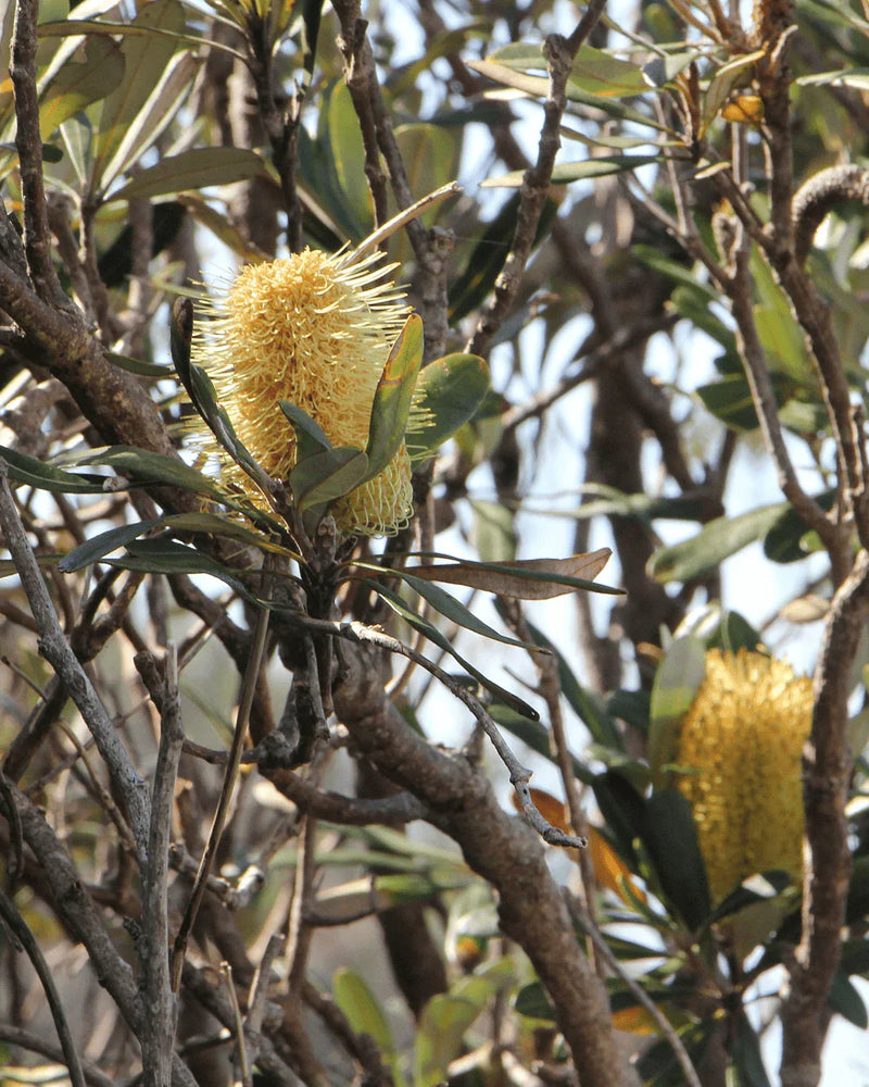 Banksia Integrifolia: The Coastal Australian Native Worth Planting