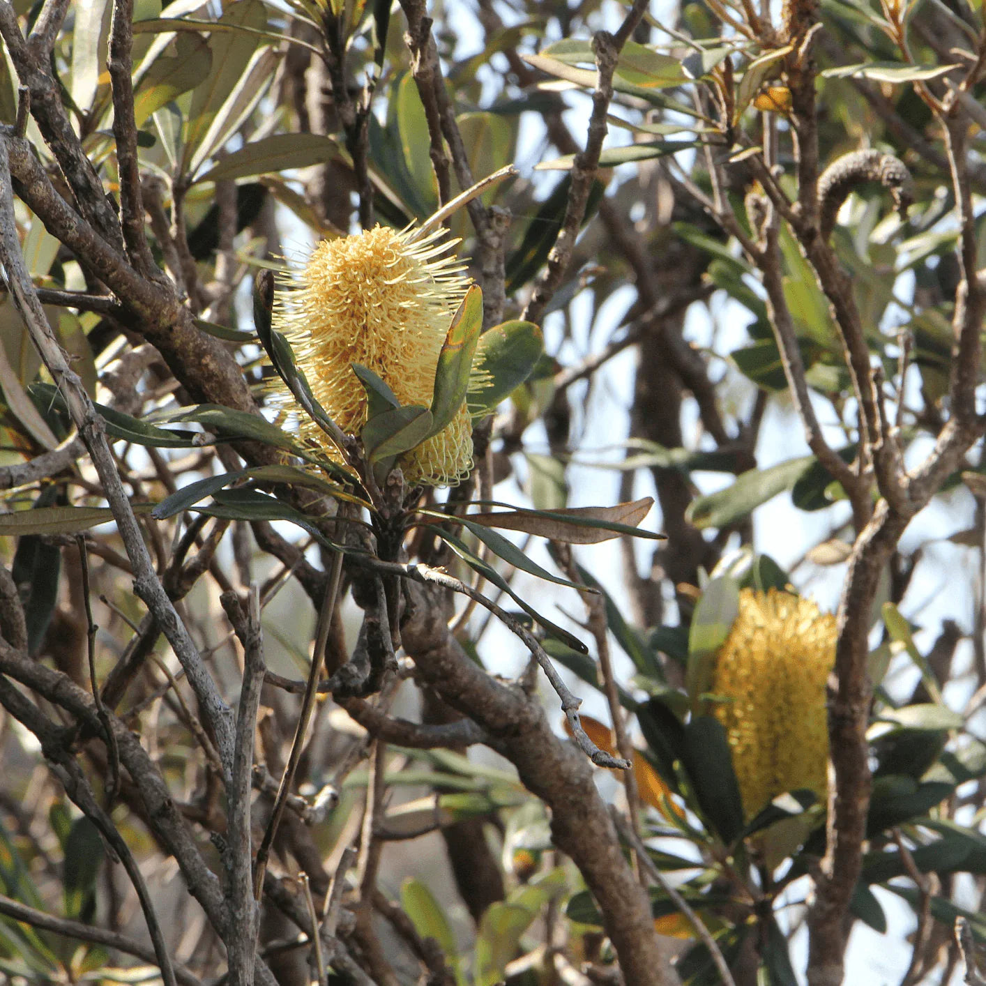Banksia Integrifolia - An Australian Native Plant Evergreen Trees Direct