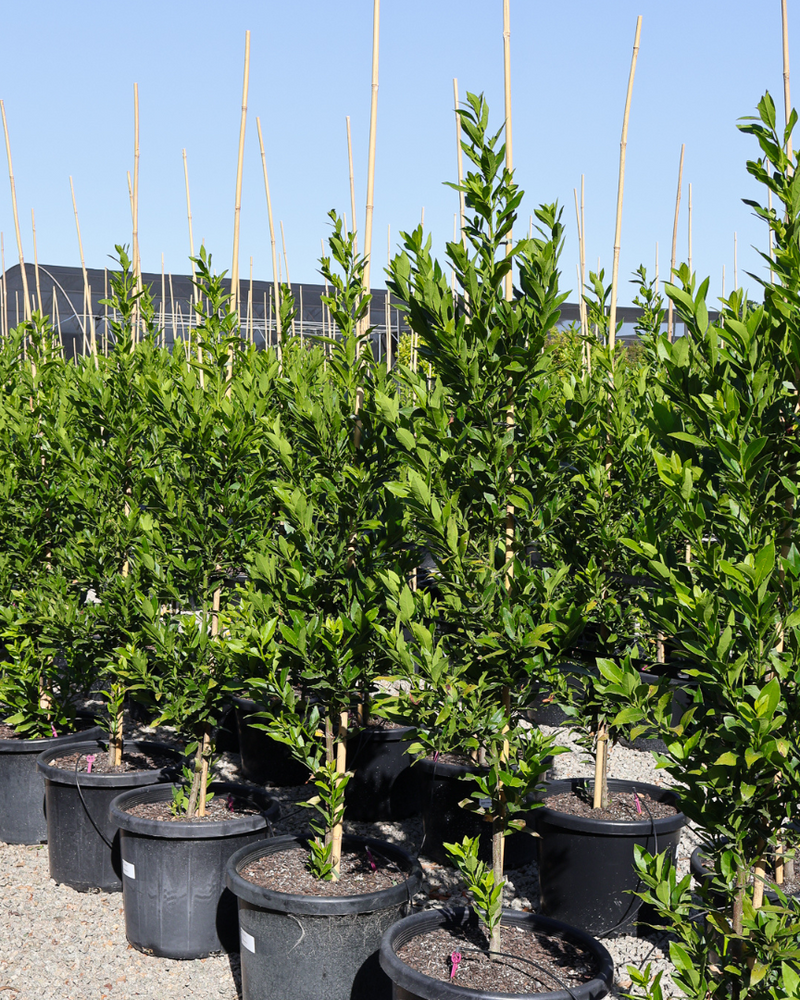 Laurus nobilis Bay Tree: An In-Depth Australian Guide