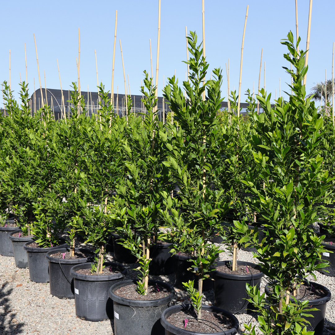 Laurus nobilis Bay Tree with glossy dark green aromatic foliage