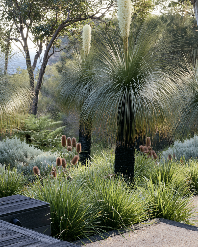 Best Australian Native Trees for Low-Maintenance Gardens: 10 Picks for a Garden That Looks After Itself