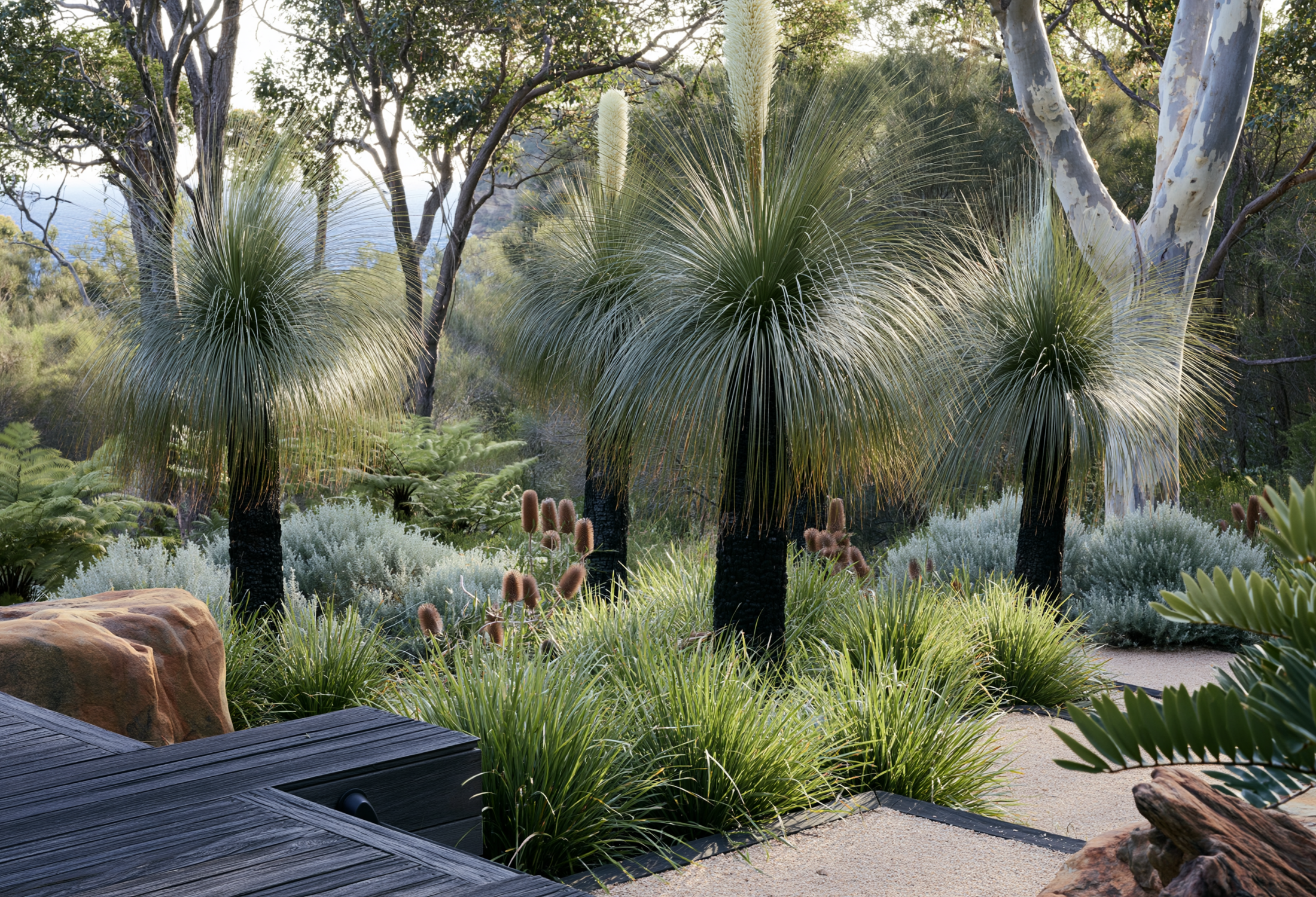 Best Australian Native Trees for Low-Maintenance Gardens: 10 Picks for a Garden That Looks After Itself