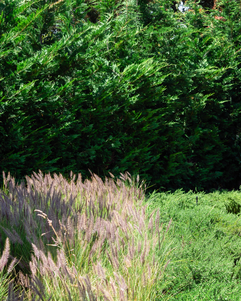 Best Conifers for Low-Maintenance Screening: 5 Picks That Hold Shape for Decades
