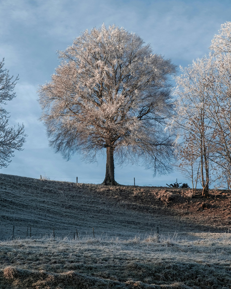 Best Trees for Frost-Prone Areas: 10 Picks That Thrive in Cold Australian Gardens
