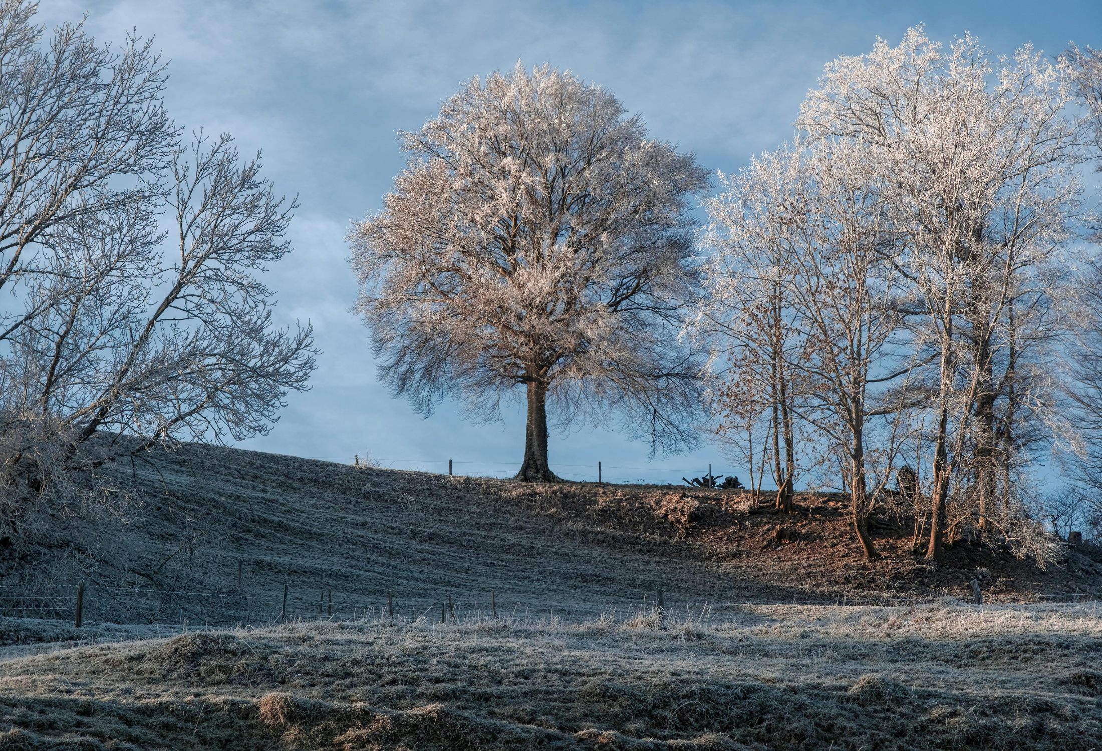 Best Trees for Frost-Prone Areas: 10 Picks That Thrive in Cold Australian Gardens