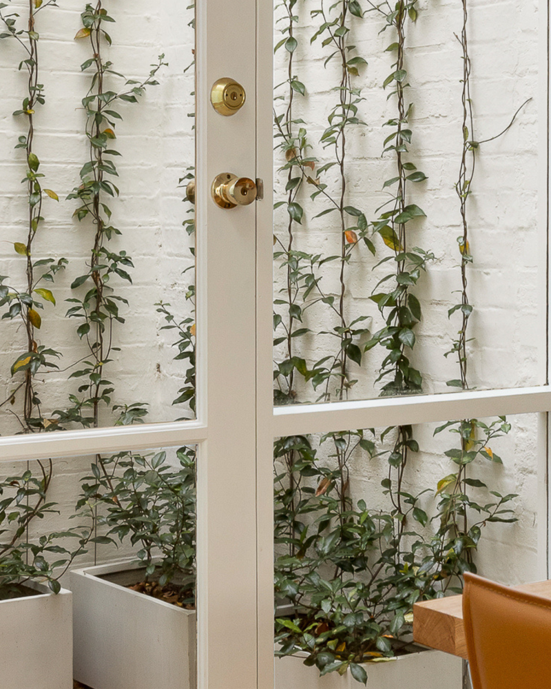 Best Trees for Urban Gardens: 6 Compact Picks