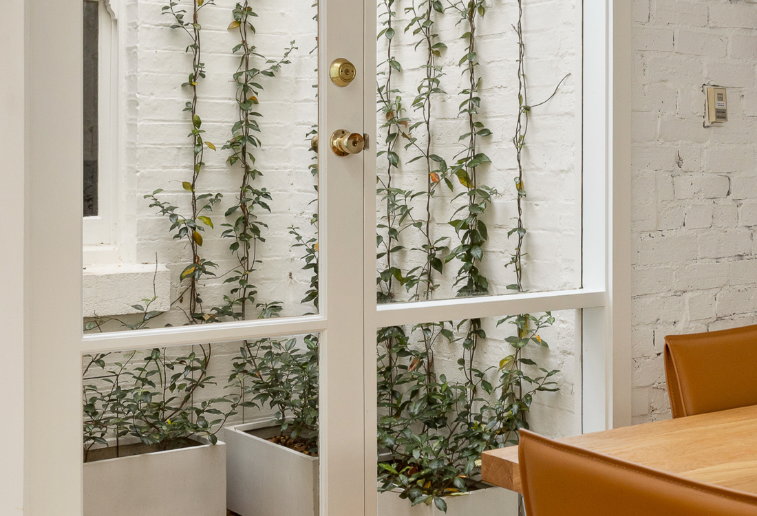 Best Trees for Urban Gardens: 6 Compact Picks