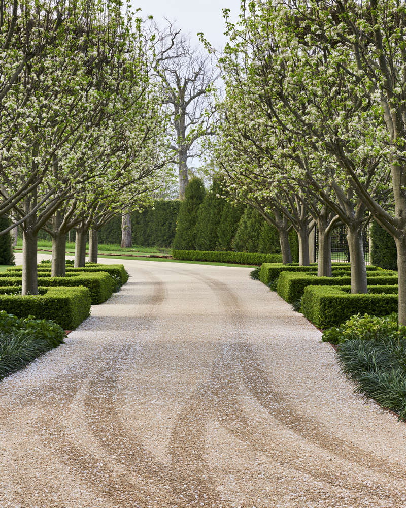 Best Trees to Plant Along Driveways and Property Borders: 10 Picks for a Designed Approach
