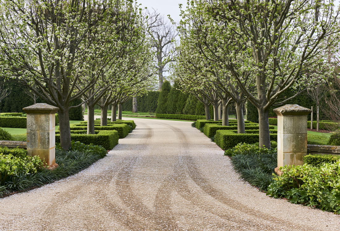 Best Trees to Plant Along Driveways and Property Borders: 10 Picks for a Designed Approach
