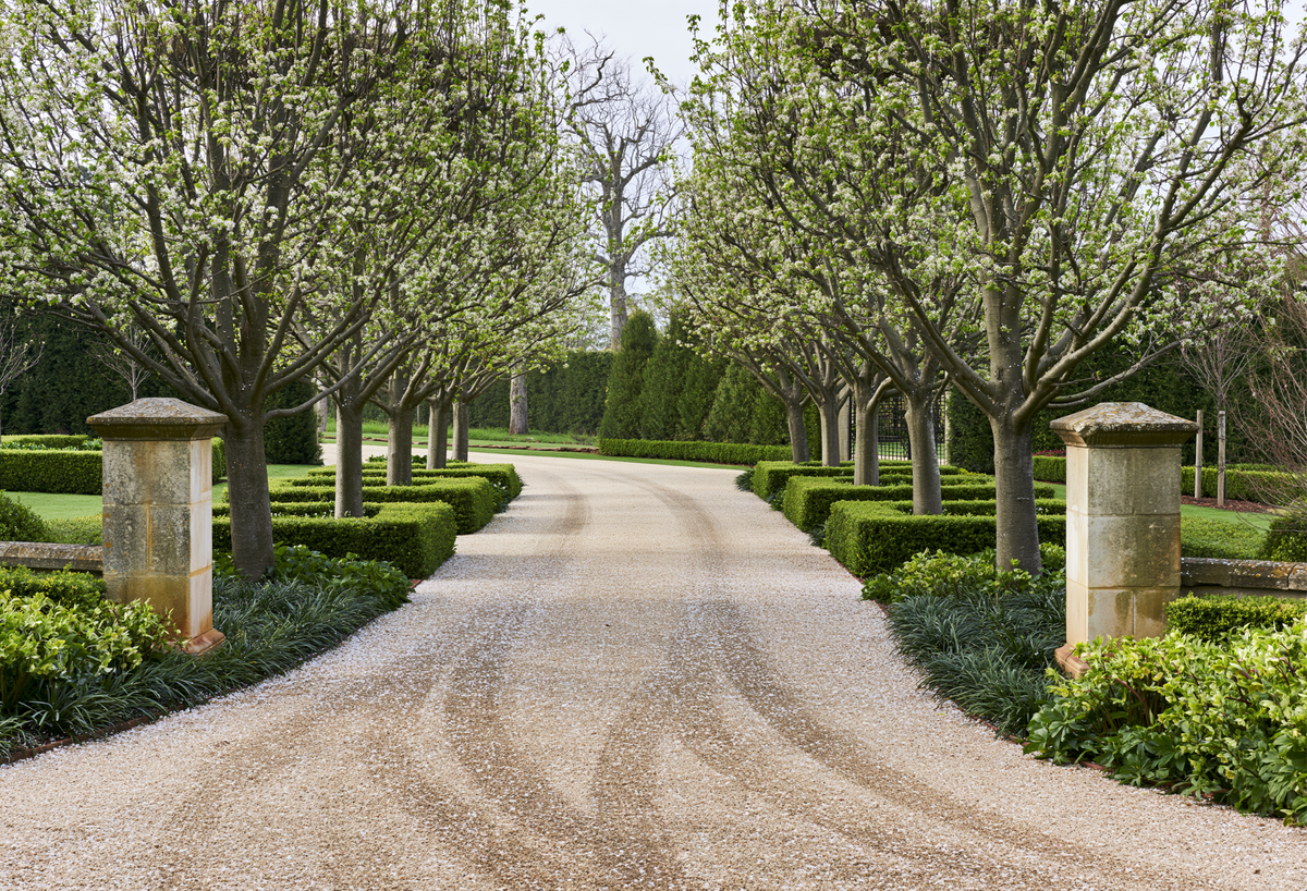 Best Trees to Plant Along Driveways and Property Borders: 10 Picks for a Designed Approach