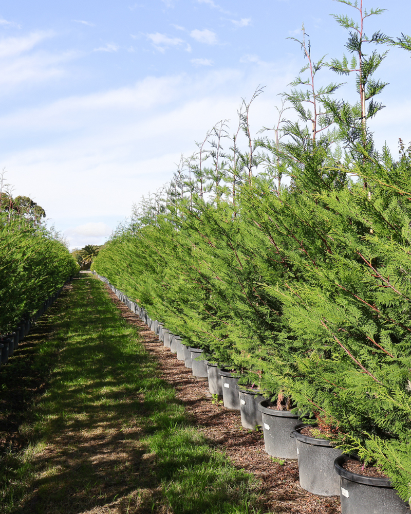 'Better Green': A Canker-Resistant Alternative to Leighton Green Cypress