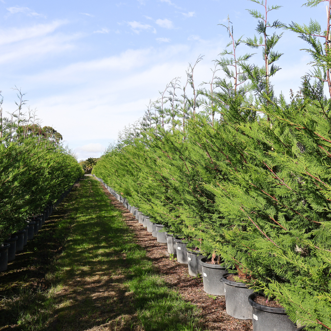 'Better Green': A Canker-Resistant Alternative to Leighton Green Cypress Evergreen Trees Direct