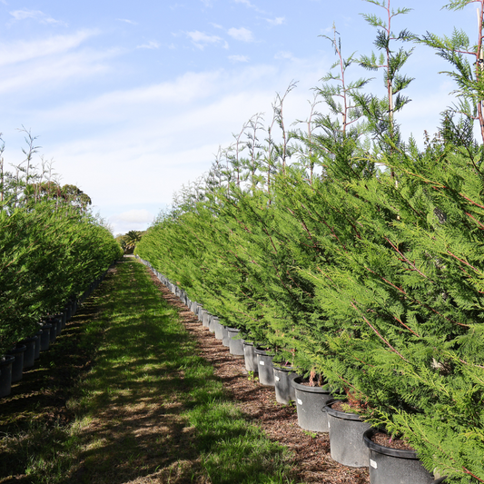 'Better Green': A Canker-Resistant Alternative to Leighton Green Cypress Evergreen Trees Direct