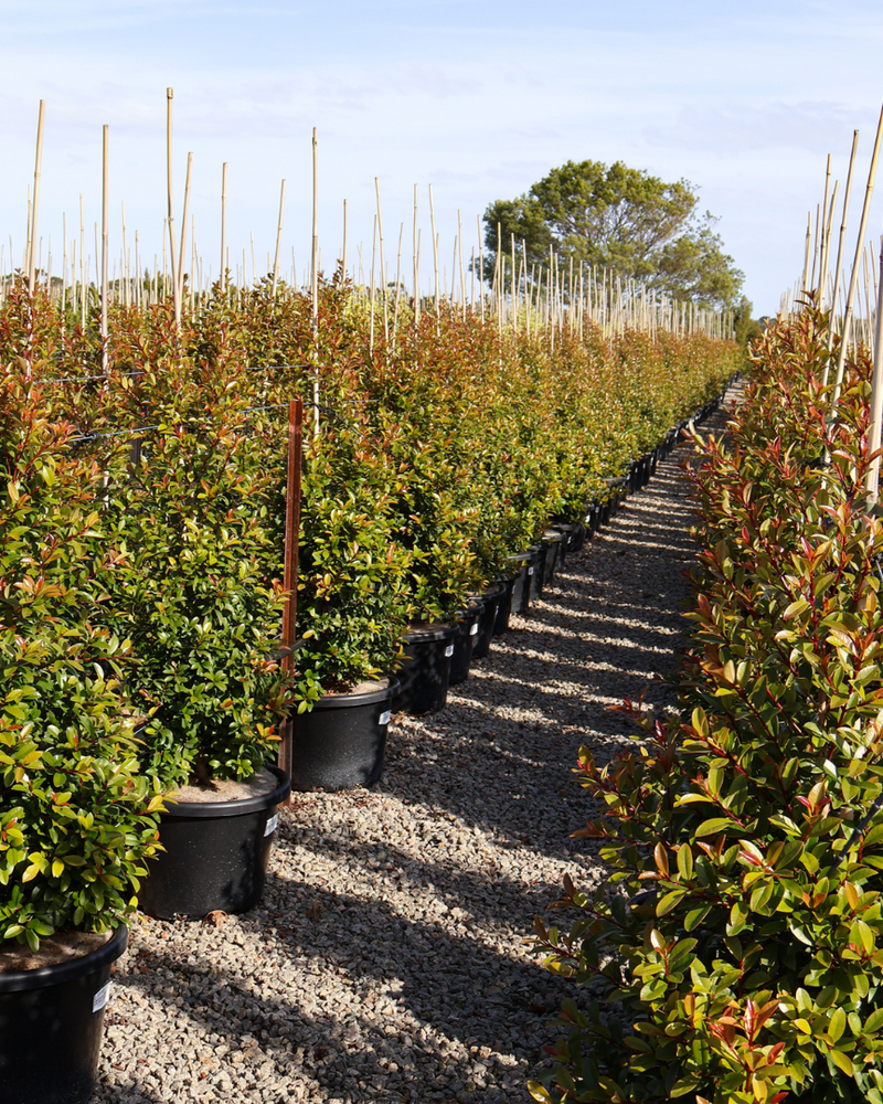 Best Hedging Trees for Narrow Spaces: 5 Columnar Picks