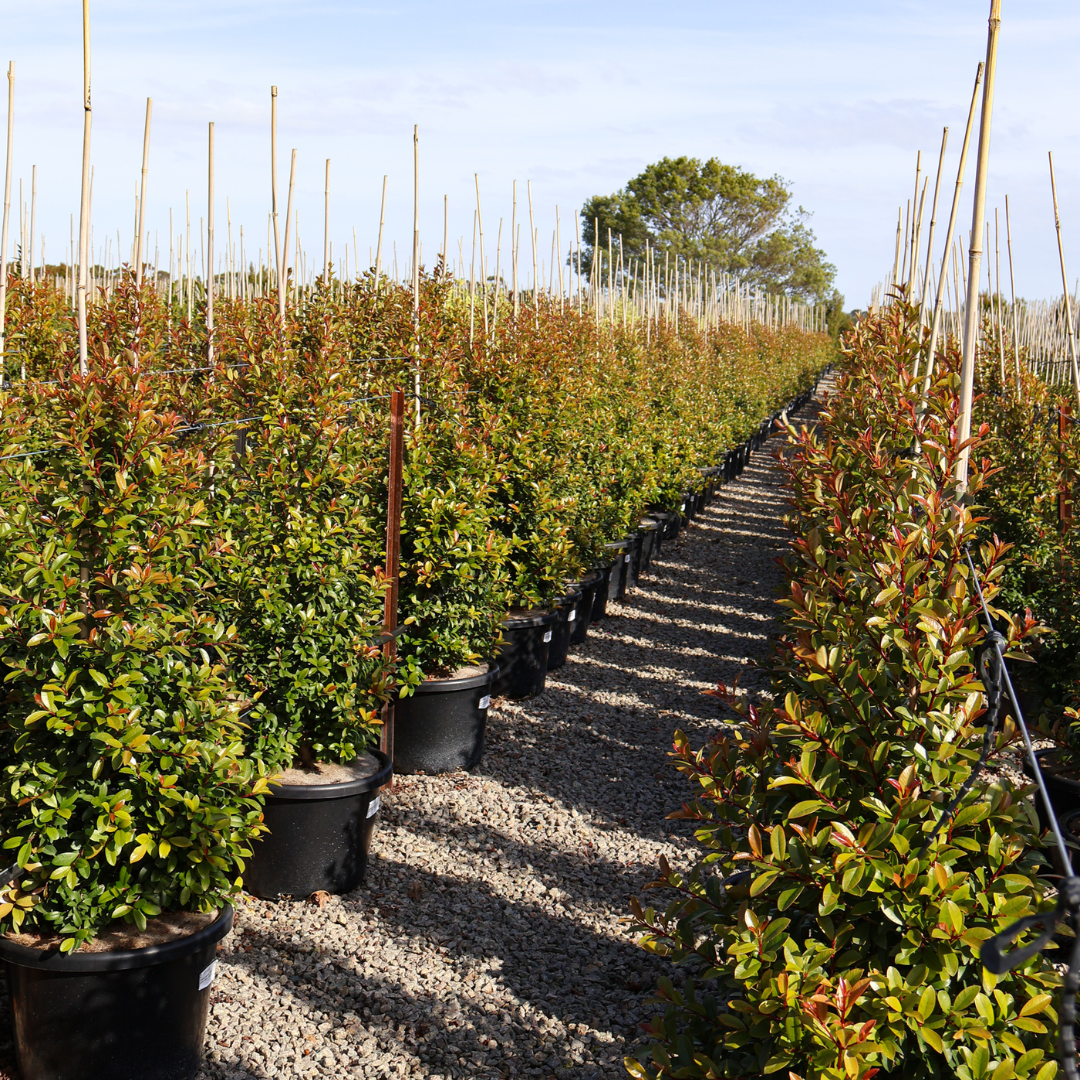 Best Hedging Trees for Narrow Spaces: 5 Columnar Picks