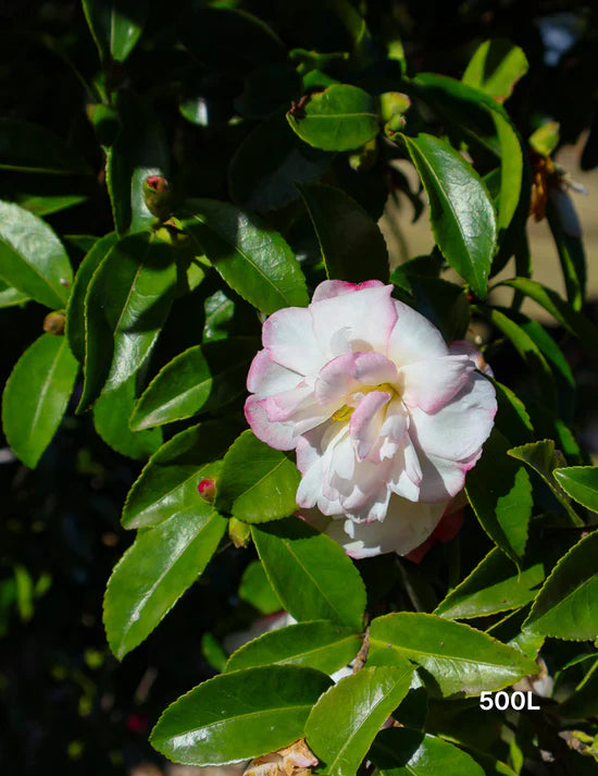 Top 3 Trees for Small Gardens