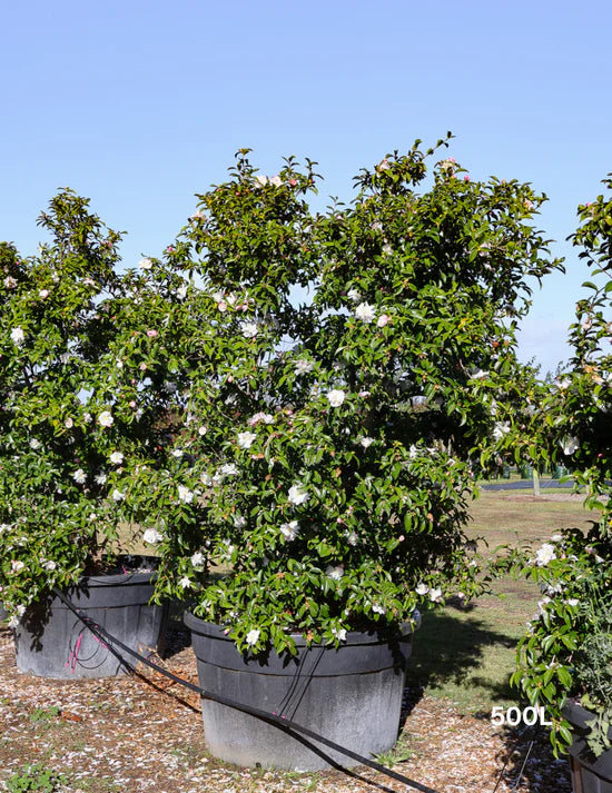 How to Plant Trees Successfully in Sandy Soil