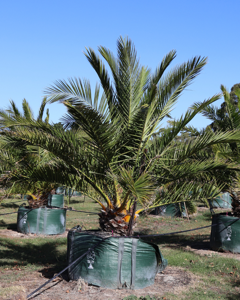 Canary Island Date Palm (Phoenix canariensis): Sizing, Pricing, Care