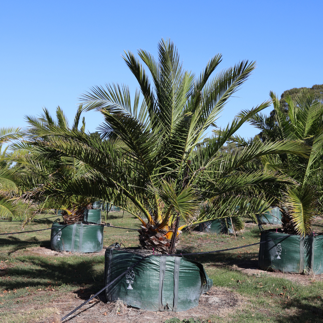 Canary Island Date Palm (Phoenix canariensis): Sizing, Pricing, Care