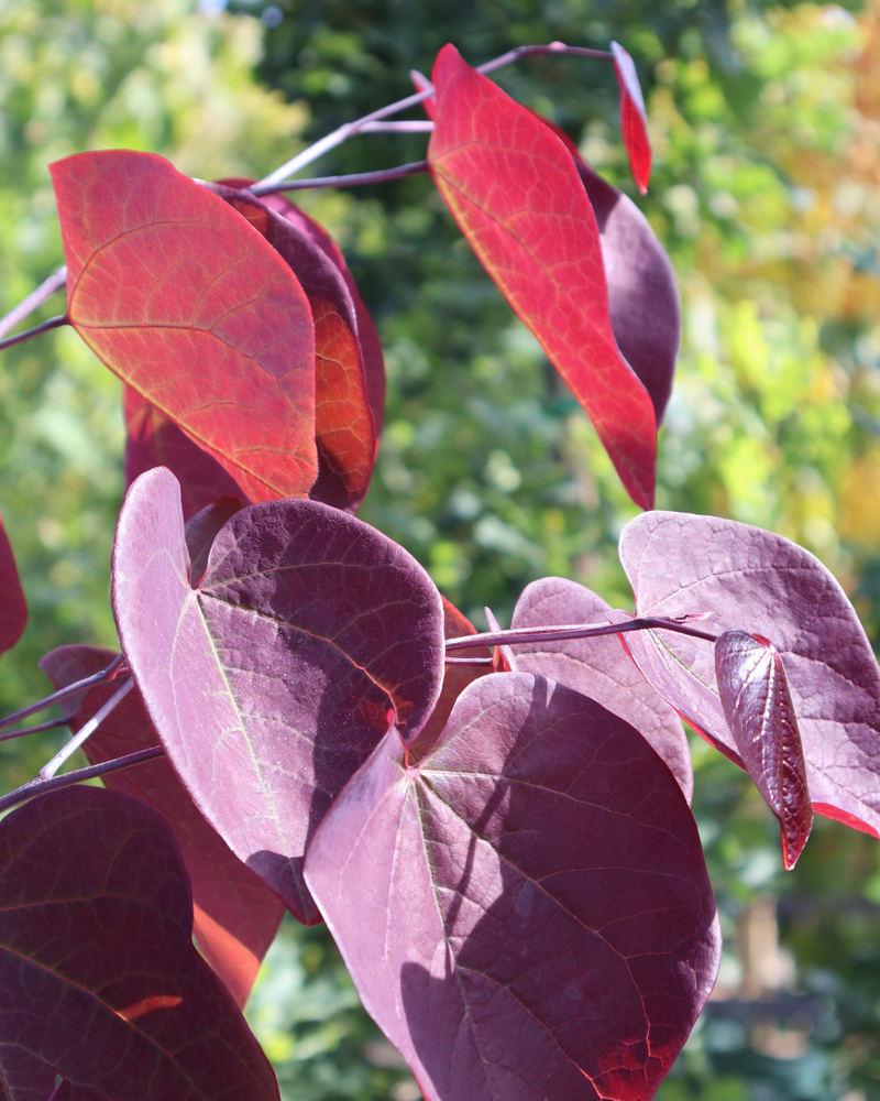 Cercis canadensis 'Forest Pansy': A Complete Australian Buyer's Guide