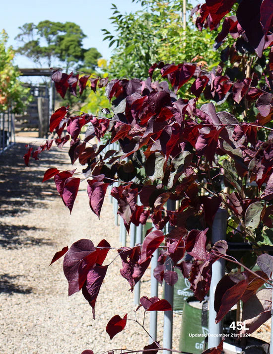 Four Soil Prep Steps Before You Plant a Tree
